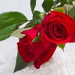 Random image: Букет красных роз Цветы на стеблях  вязаные цветы