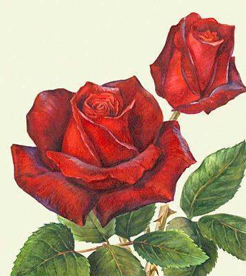 Букет красных роз Цветы на стеблях  вязаные цветы