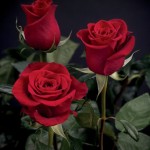 Random image: Букет красных роз Цветы на стеблях  вязаные цветы
