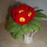 Random image: Примула красная Primrose Цветок в горшке
