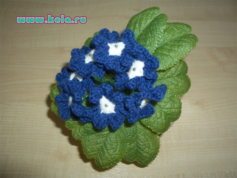 Вербена синяя Verbena Цветок в горшке