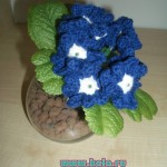 Random image: Вербена синяя Verbena Цветок в горшке
