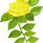 Random image: Yellow Rose