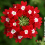 Random image: verbena-hybrida-red