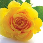Random image: Комплект  "Жёлтые розы" берет шарф ирландское кружево