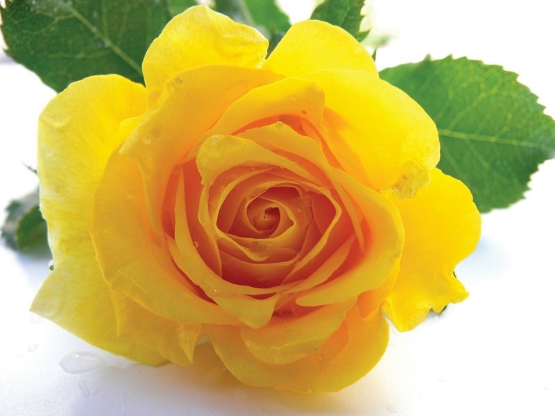 Комплект "Жёлтые розы" берет шарф ирландское кружево