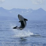 Random image: кит,касатка,фото из интернета