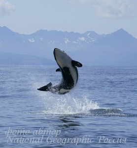 кит,касатка,фото из интернета