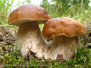 Белые братья грибы фото из интернета
