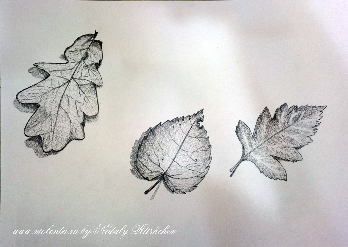 Наброски простым карандашом осенних листьев