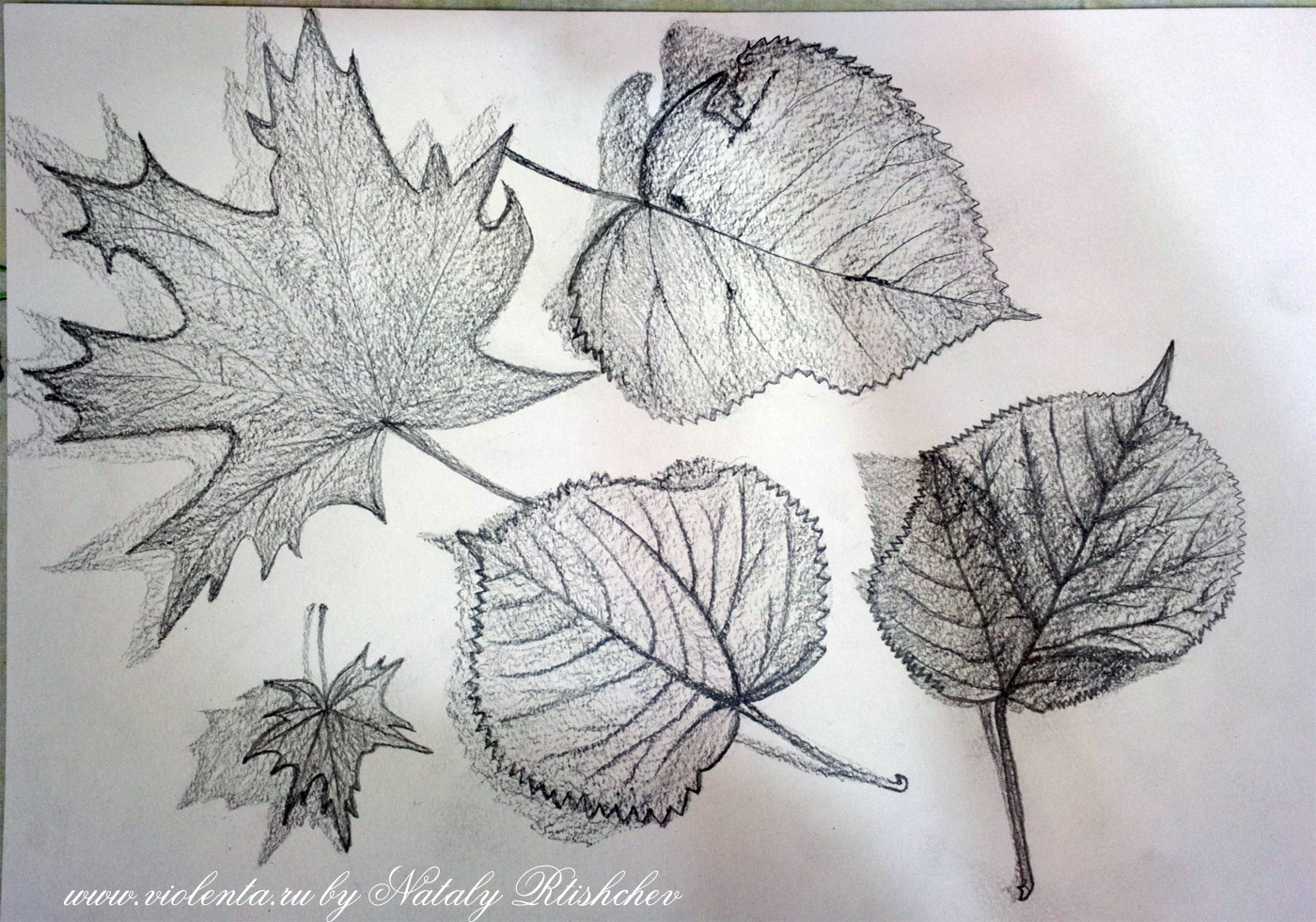 Наброски простым карандашом осенних листьев