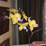 Random image: фаленопсис из капрона, орхидея