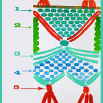 Random image: schema